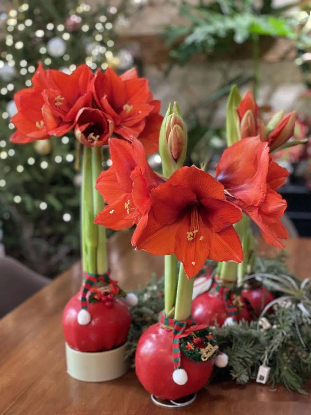 網(wǎng)紅禮物——蠟封朱頂紅 獨特花卉禮品的新風尚