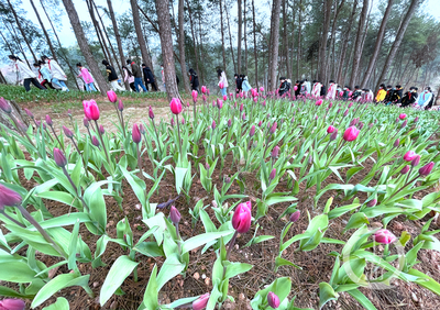 美麗新鄉(xiāng)村 | 走進(jìn)林下“花花世界”，體驗(yàn)鄉(xiāng)村版“安徒生童話”的紙制品魅力