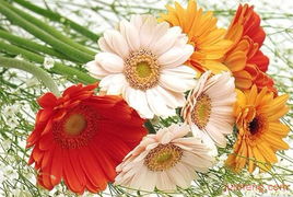 中國(guó)鮮花禮品網(wǎng) 打造視覺(jué)與品質(zhì)并存的精品店鋪